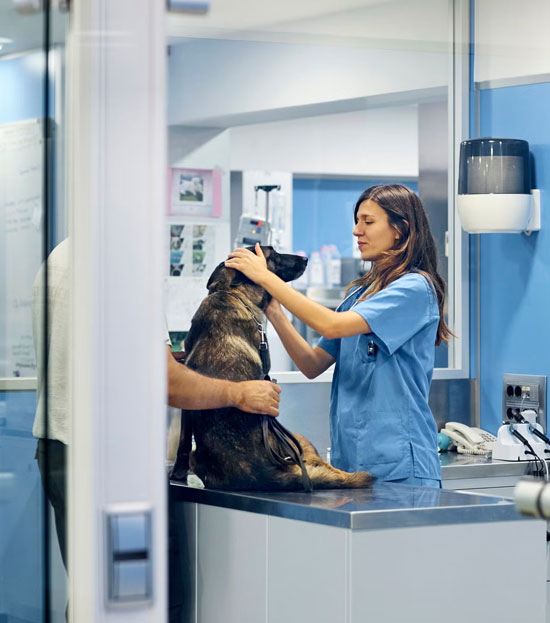 Veterinary Clinic & Animal Hospital Cleaning in NYC