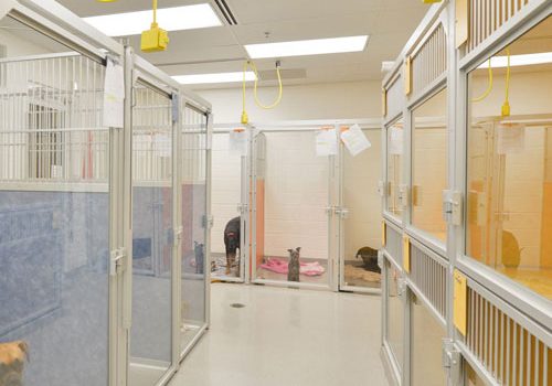 Animal shelter cleaning nyc